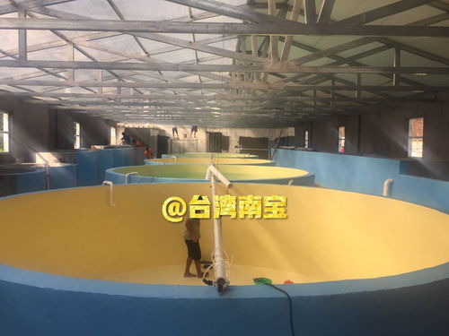 循環(huán)水工廠化水產(chǎn)養(yǎng)殖中繁育池漆與培育池漆的作用及其特種建材特性